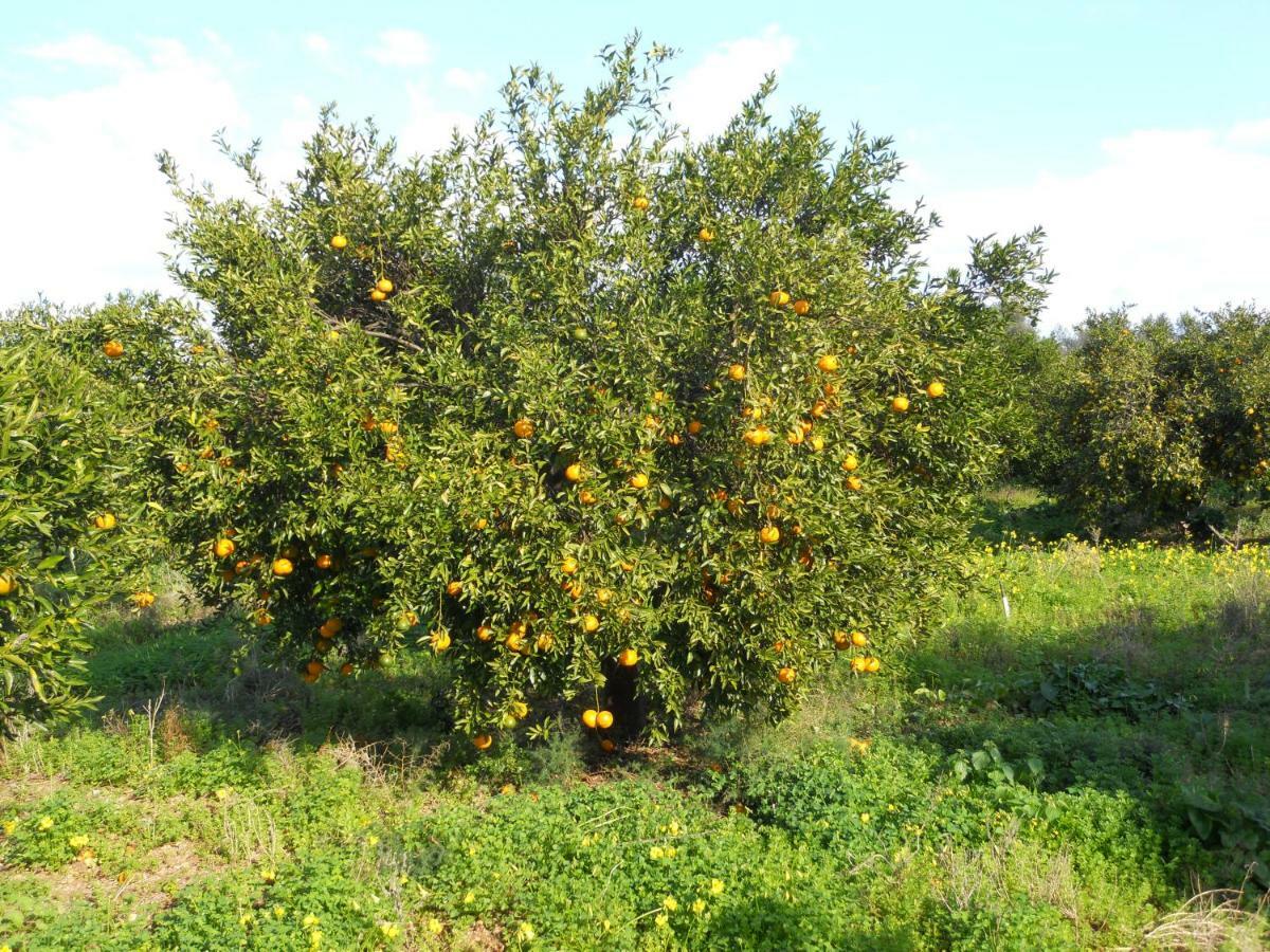 Tenuta Sperlinga - Il Campanile Βίλα Santa Flavia Εξωτερικό φωτογραφία